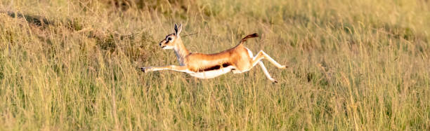 thomsons gazelle, eudorcas thomsonii, skacze w długiej trawie masai mara, kenia - thomsons gazelle zdjęcia i obrazy z banku zdjęć