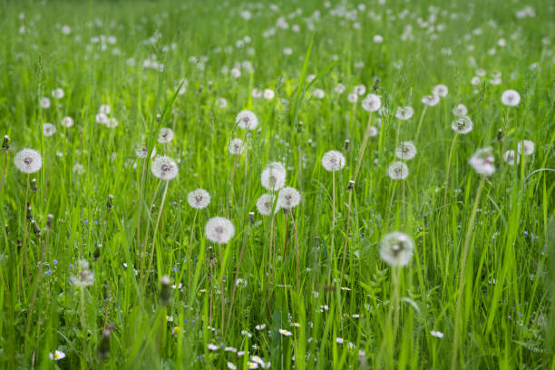 istock dandelions in green grass in spring 1333047649