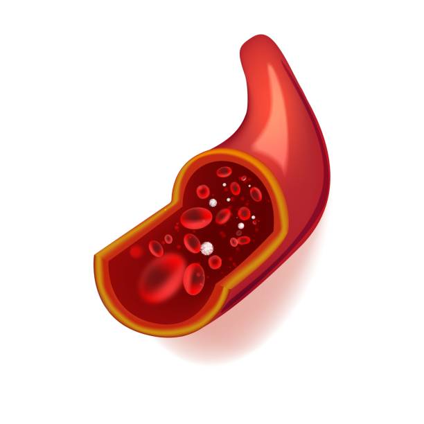 ilustraciones, imágenes clip art, dibujos animados e iconos de stock de ilustración vectorial del vaso sanguíneo humano en sección con glóbulos rojos. - healthcare and medicine human cardiovascular system anatomy human blood vessel