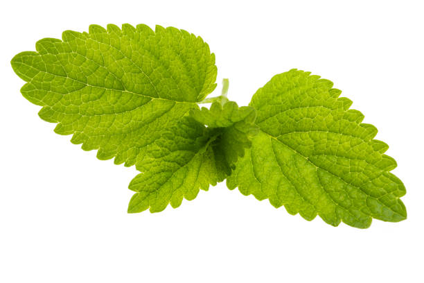 istock lemon balm leaves isolated 1333047766