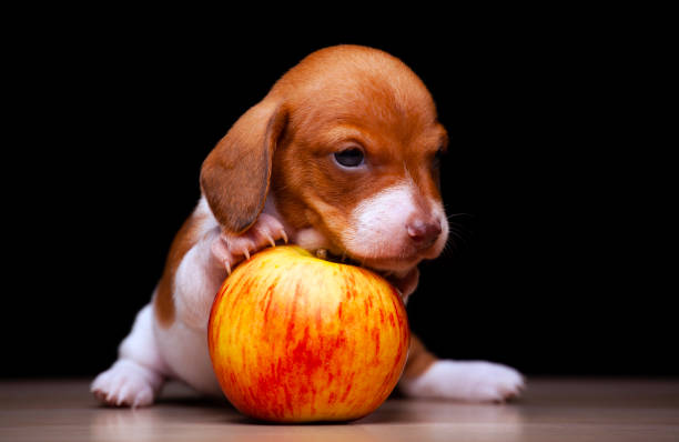 istock image of dog apple dark background 1333047896