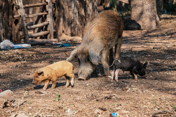 istock Pig with his piglets. 1333047910