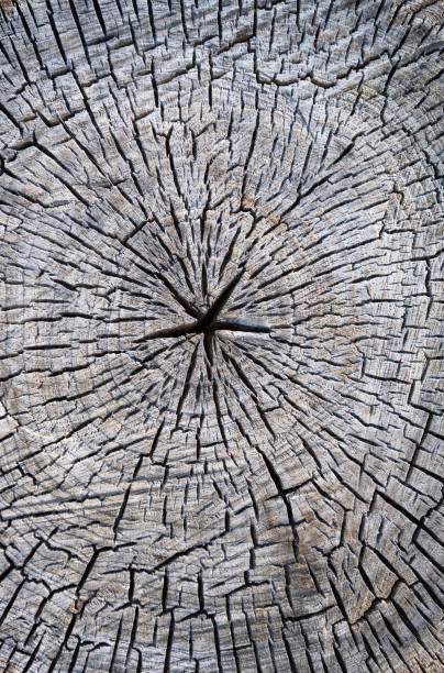 istock texture of dry cut oak wood 1333049167