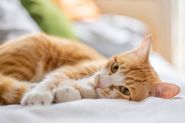 istock Orange tabby cat lying on the couch and licking its tail 1333050989