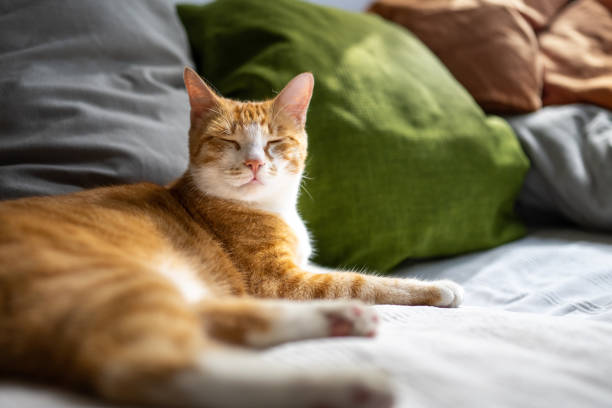 istock Content orange cat with closed eyes lying on the couch 1333050994