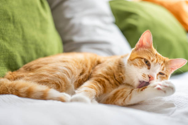istock Orange tabby cat licking its paw 1333050995