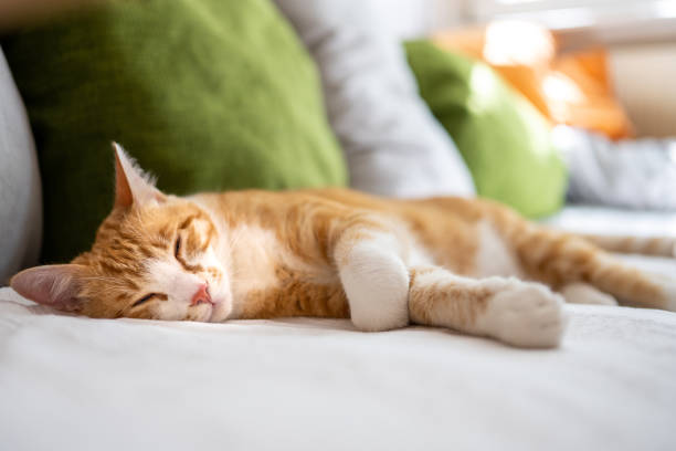 istock Content orange cat with closed eyes lying on the couch 1333050998