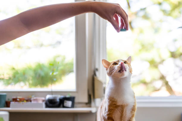 istock Orange tabby cat licking its nose 1333051001