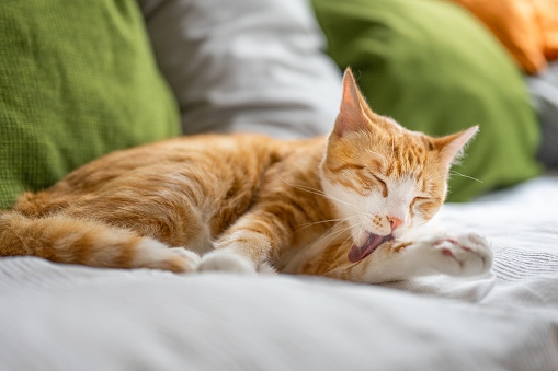 Cute orange tabby cat lying on the couch and licking it's paw.