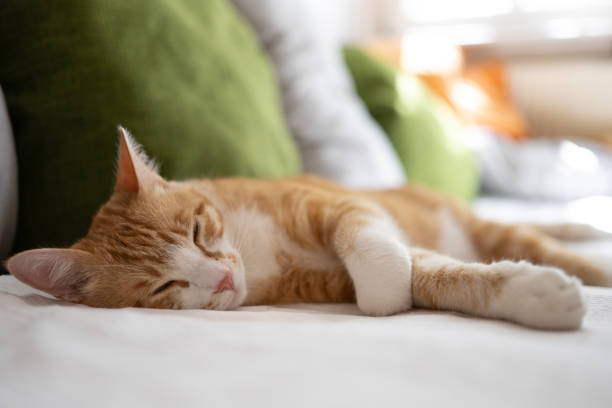 istock Content orange cat with closed eyes lying on the couch 1333051008