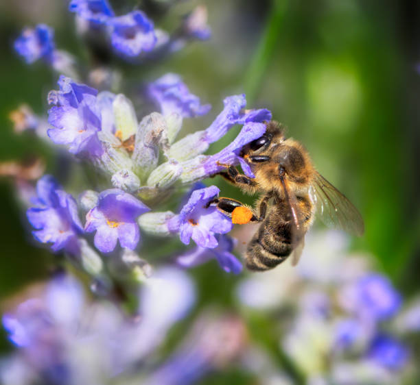 istock Bee on a blue flower blossom 1333051050