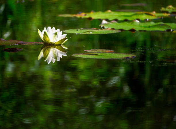 istock White water lilly blossom in a pond 1333051092