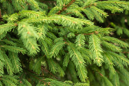 Green spruce branches as a textured background. Green spruce, white spruce or Colorado blue spruce.