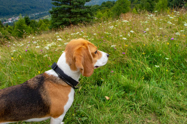 istock Beagle dog standing on green grass looking into the distance 1333051128