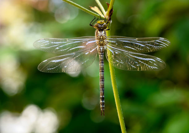 istock Macro of a dragnonfly 1333051135