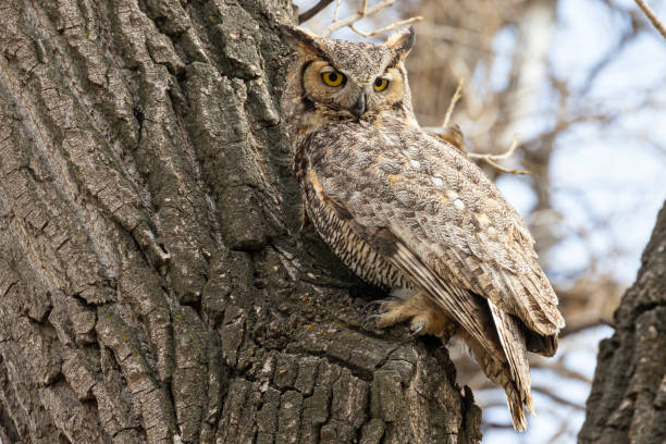 istock Great Horned Owl in Colorado 1333051221
