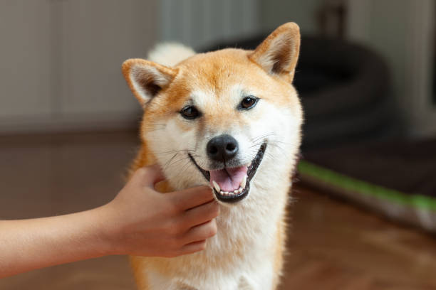 istock Smiling shiba inu 1333051247