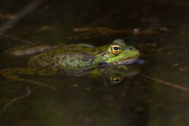 Green Frog  - Rana Verde stock photo