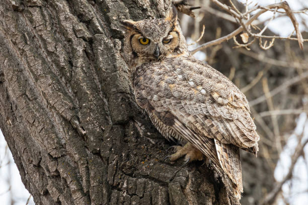 istock Great Horned Owl in Colorado 1333051322