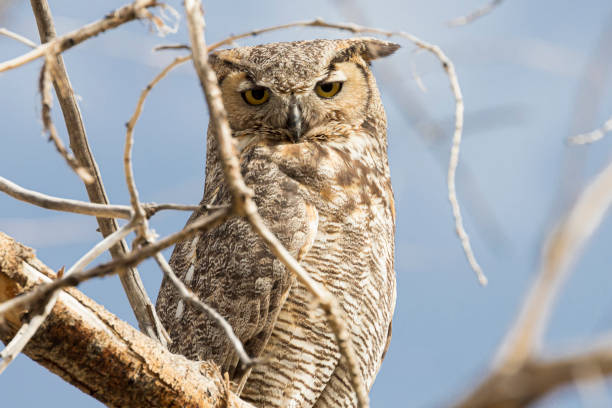 istock Great Horned Owl in Colorado 1333051342