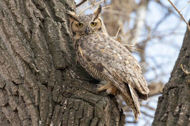istock Great Horned Owl in Colorado 1333051404