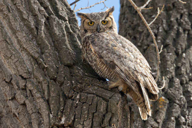 istock Great Horned Owl in Colorado 1333051954