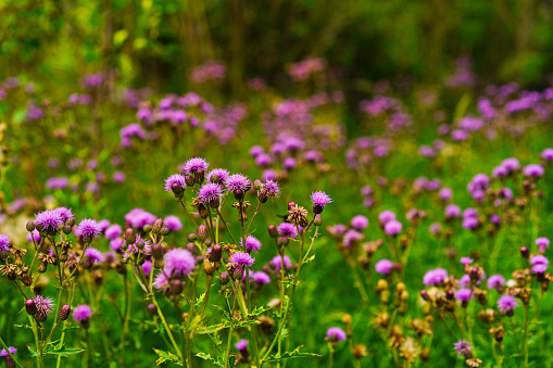 Purple Thistle Flowers - Meadow of purple/magenta wildflowers with selective focus on foreground flowers.