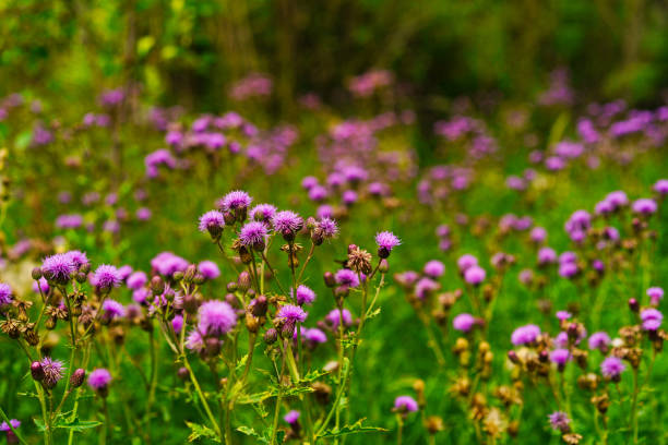 Purple Thistle Flowers Purple Thistle Flowers - Meadow of purple/magenta wildflowers with selective focus on foreground flowers. thistle stock pictures, royalty-free photos & images