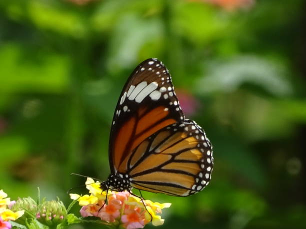 istock THE BEAUTY IN NATURE 1333054749