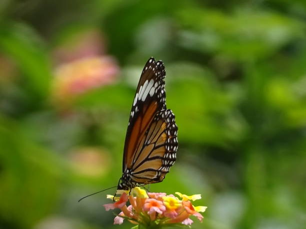 istock THE POLLINATING FRITILLARY BUTTERFLY 1333055297