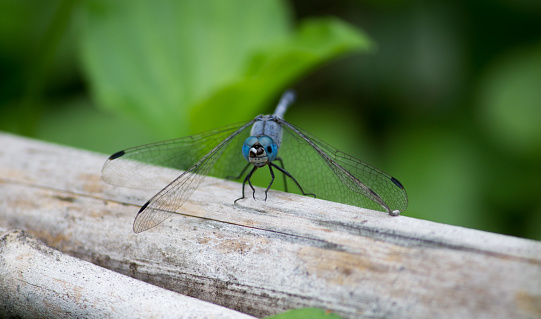 dragonfly standing in wood.