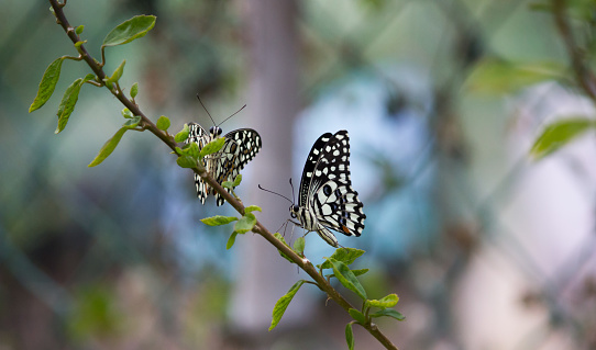 Butterflies in the meadow, colorful butterflies, Konya Tropical Butterfly Garden