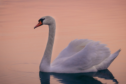 White swan floating on lake during sunset
