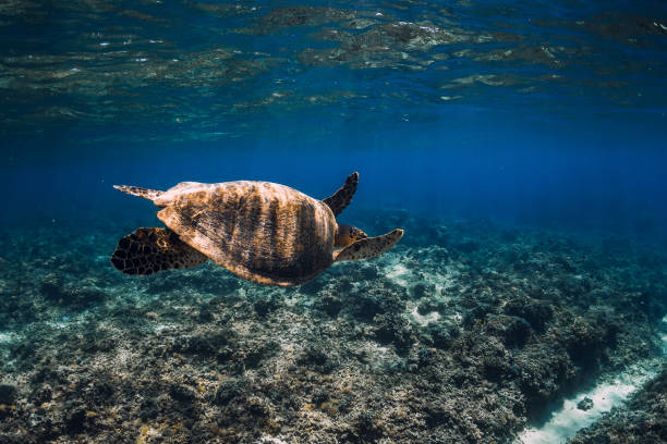 istock Sea turtle glides in deep ocean. Beautiful green sea turtle underwater 1333057790