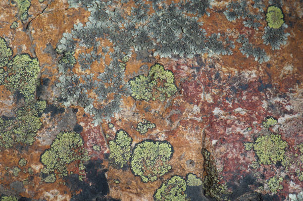 istock Rock colored with lichens and minerals. 1333058663