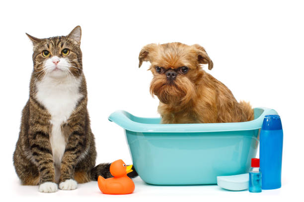 istock Serious gray cat and a dog that is sitting in a blue basin 1333059244