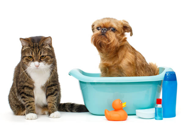 istock Serious gray cat and a dog that is sitting in a blue basin 1333059257