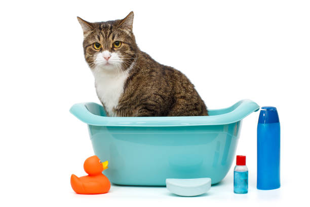 istock Serious gray cat sits in a blue basin 1333059259