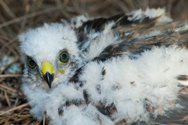 istock Chick of Eurasian sparrowhawk. 1333059444
