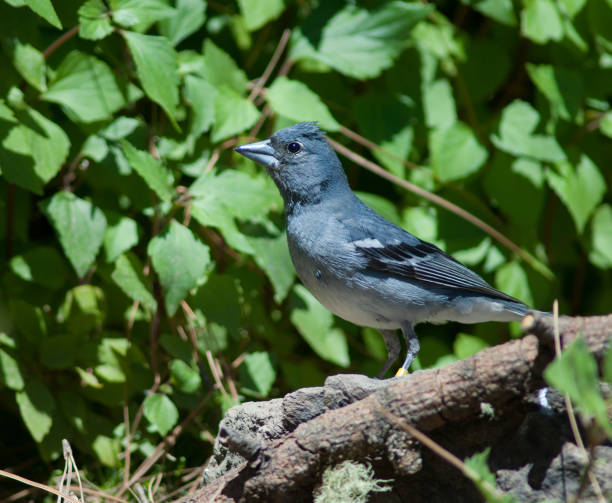 istock Male Gran Canaria blue chaffinch. 1333059471