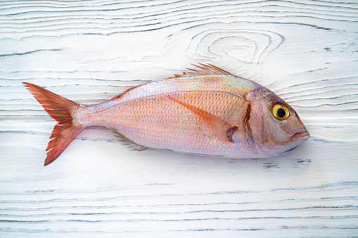 Red Snapper fish or pink sea bream on white wood background really fresh just fished