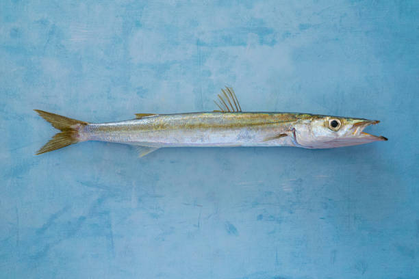 istock Barracuda Sphyraena sphyraena fish really fresh just fished 1333060248