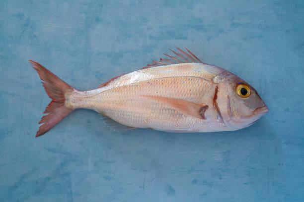 pesce dentice rosso o orata rosa su sfondo di legno blu davvero fresco - fish catch of fish seafood red snapper foto e immagini stock