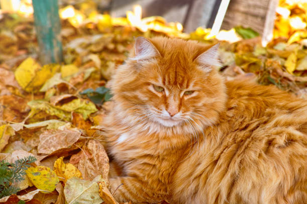 istock A Ginger cat lying on a autumn leaves outdoors 1333060845