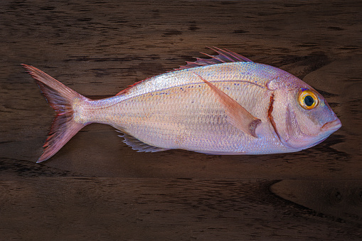 Red Snapper fish or pink sea bream on dark wood background really fresh just fished
