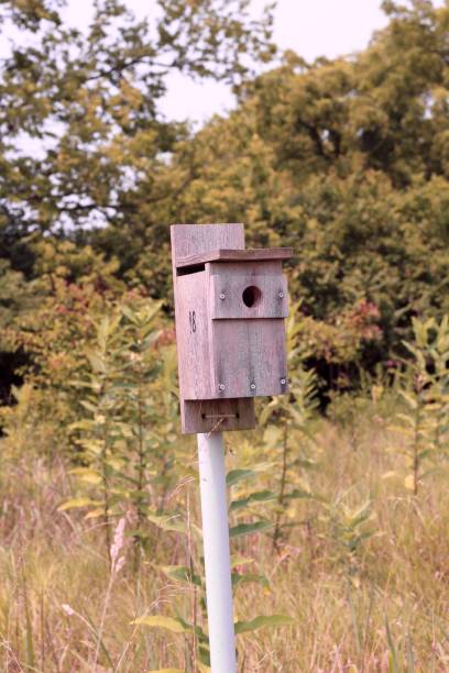 istock Wood Bird House 1333062230