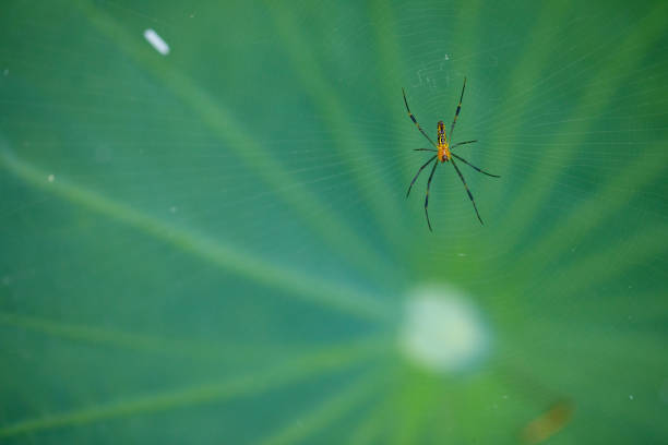 Closeup Animals view of spider