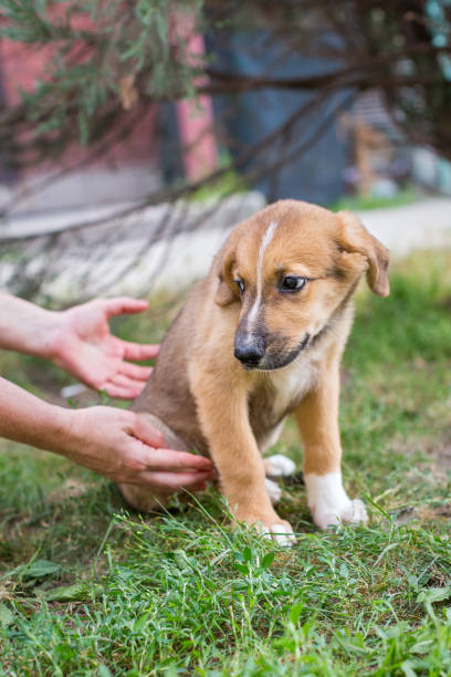 Small puppy of the shelter stock photo