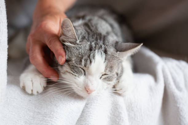 istock Owner stroking cute tabby cat  with white spots, close - up 1333064160