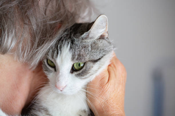 istock Owner stroking cute tabby cat  with white spots, close - up 1333064161